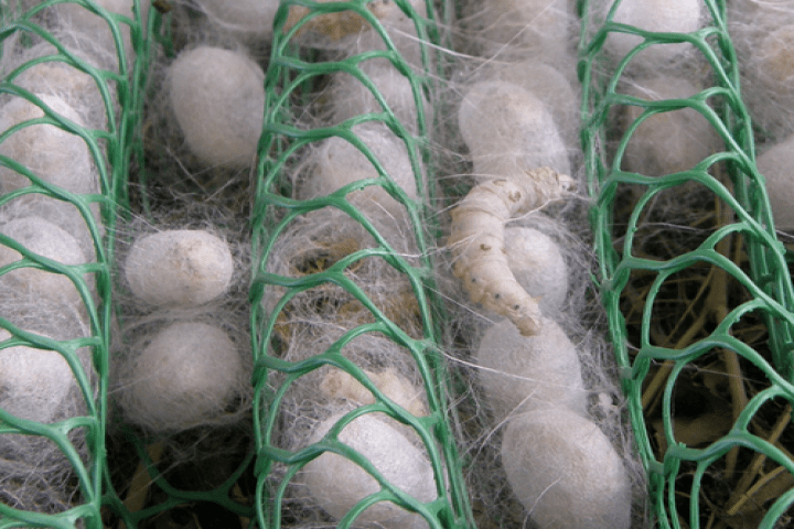 silkworm cocoons in nets 